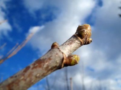 20140209Acer_pseudoplatanus5