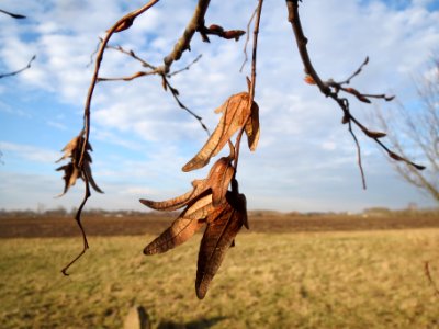 20140204Hainbuche_Neulussheim5