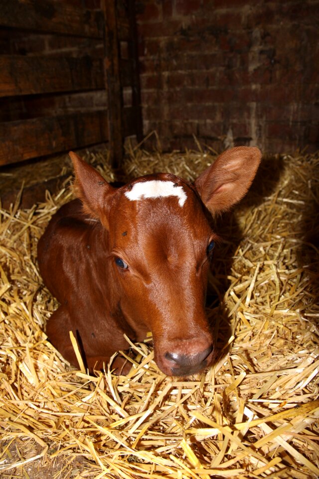 Cattle straw young cattle