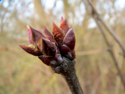 20140130Flieder_Reilingen5