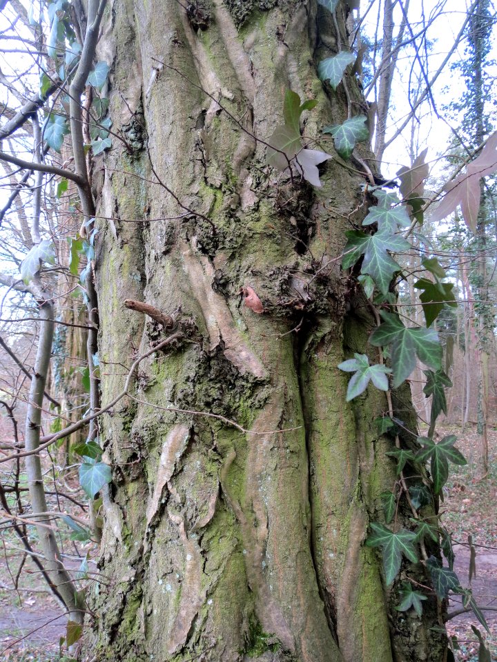 20140216Hainbuche_Altlussheim4