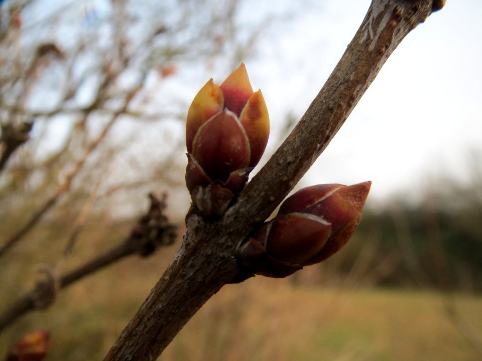 20140130Flieder_Reilingen4