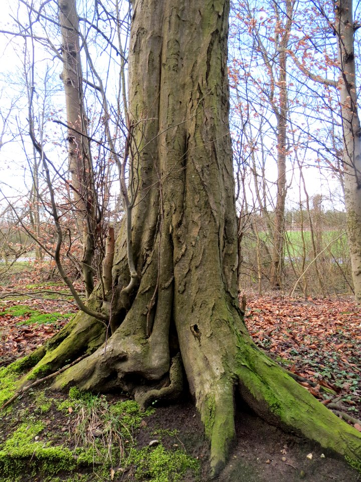 20140216Hainbuche_Altlussheim3