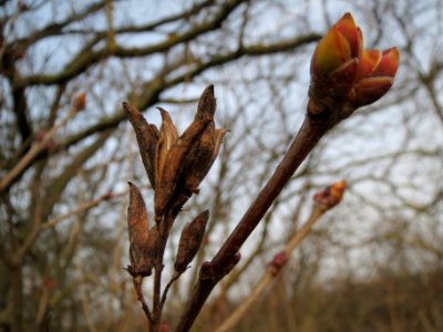 20140130Flieder_Reilingen1