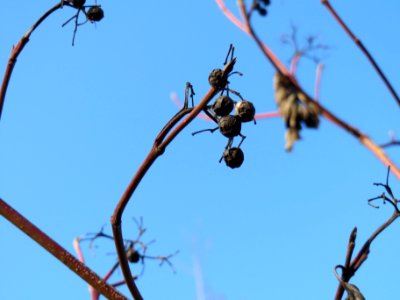 20140131Hartriegel4