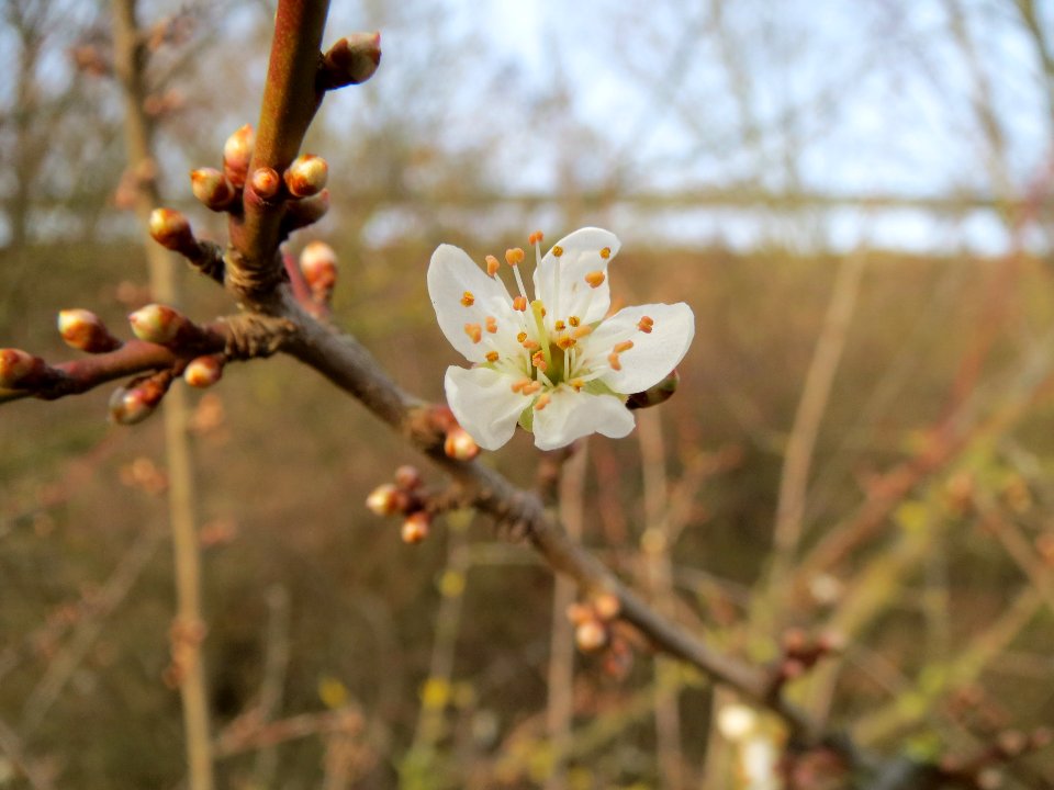 20140130Prunus_cerasifera2
