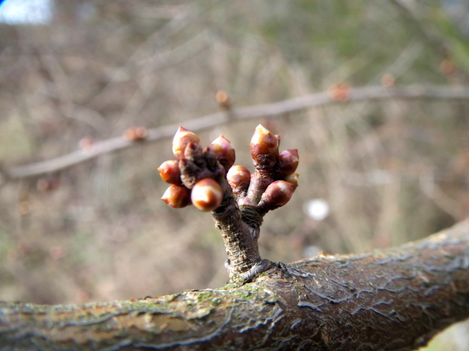 20140202Prunus_cerasifera_Neulussheim