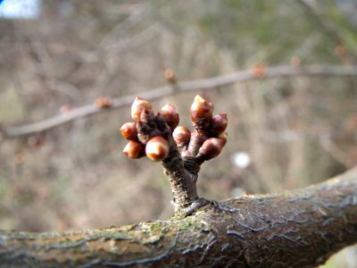 20140202Prunus_cerasifera_Neulussheim