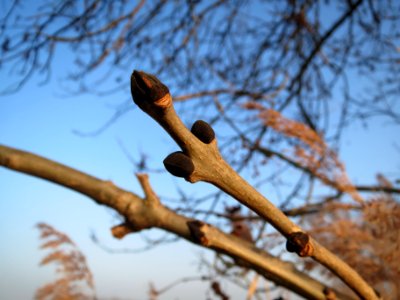 20140131Fraxinus_excelsior1
