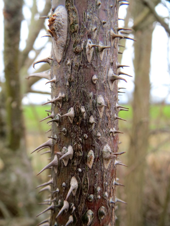 20140207Rosa_rubiginosa4