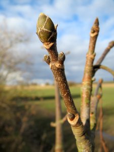 20140209Acer_pseudoplatanus3