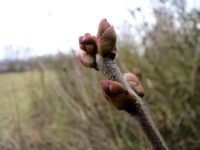 20140201Gemeiner_Flieder9