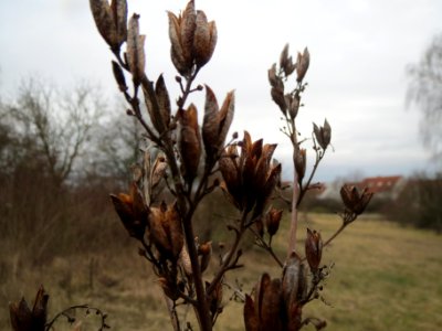 20140201Gemeiner_Flieder2
