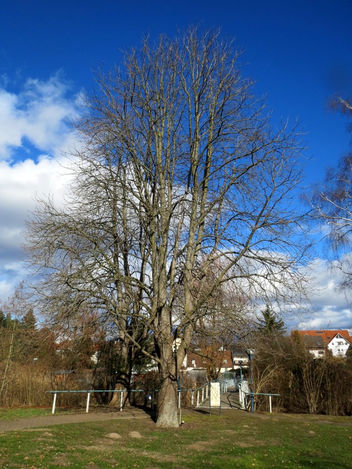 20140209Aesculus_hippocastanum1