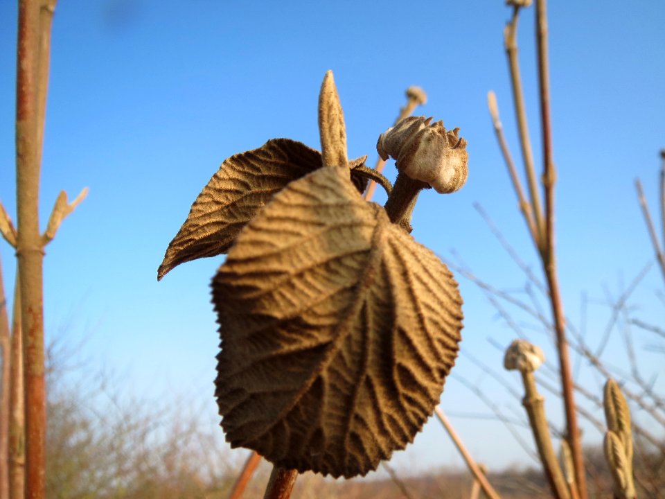 20140131Viburnum_lantana2