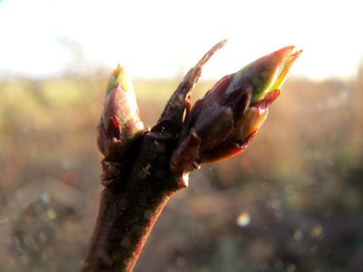 20140131Pfaffenhuetchen4