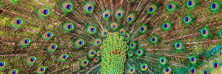 Poultry feather bill