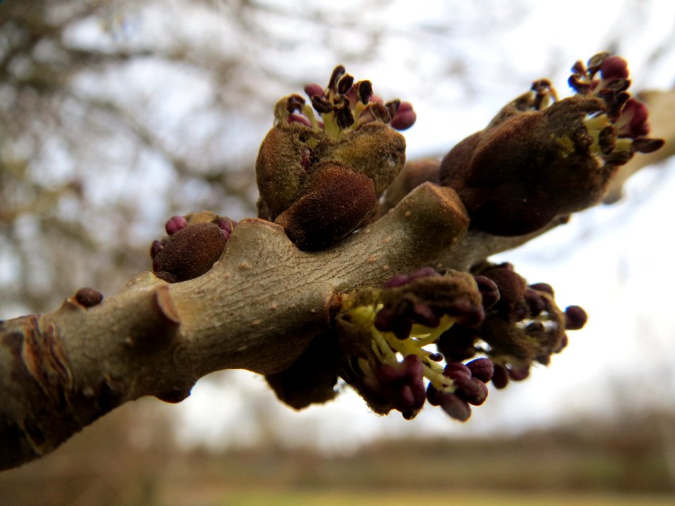 20140207Fraxinus_excelsior2