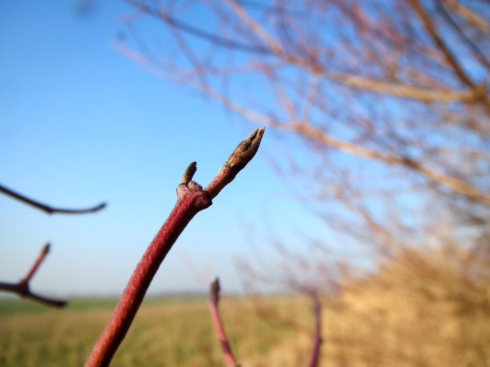 20140131Hartriegel3
