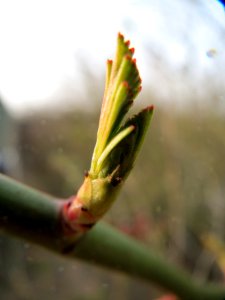 20140130Rosa_multiflora8