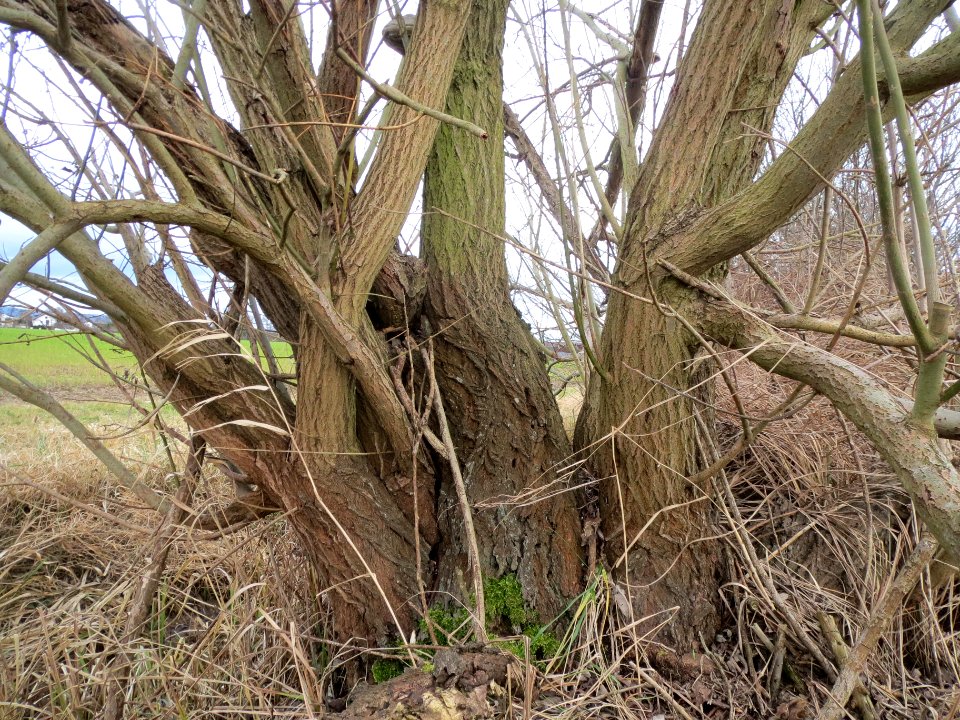 20140207Salix_caprea2