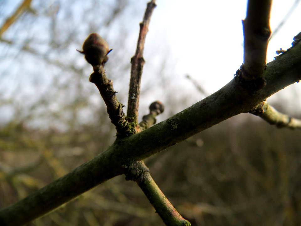 20140130Pfaffenhuetchen3