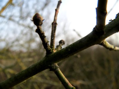 20140130Pfaffenhuetchen3