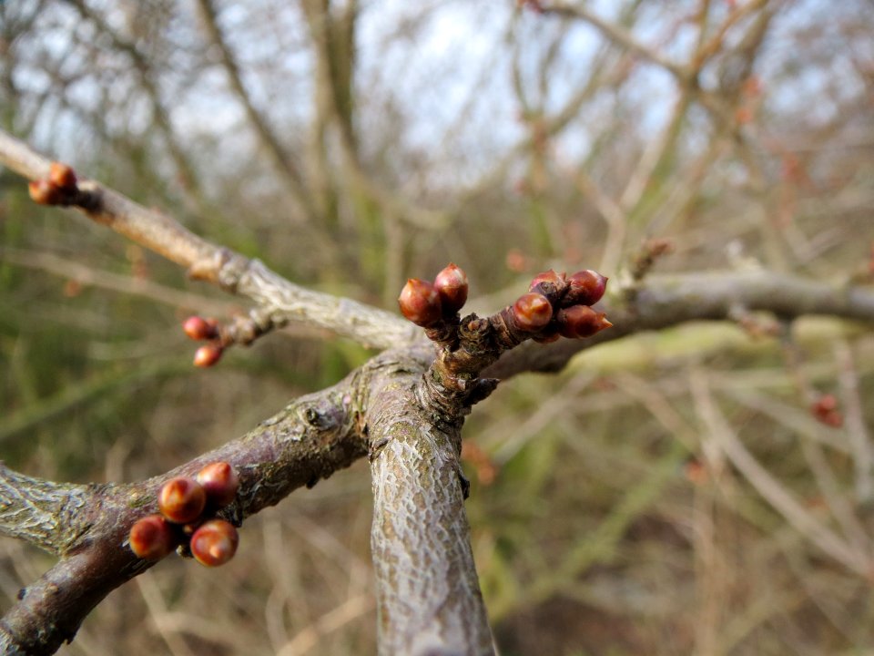 20140204Prunus_cerasifera_Neulussheim1