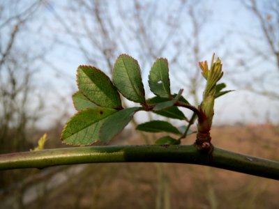 20140130Rosa_multiflora6