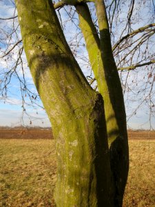 20140204Hainbuche_Neulussheim4