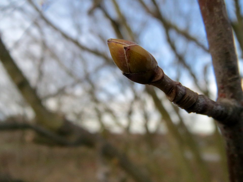 20140206Ahorn_Reilingen2