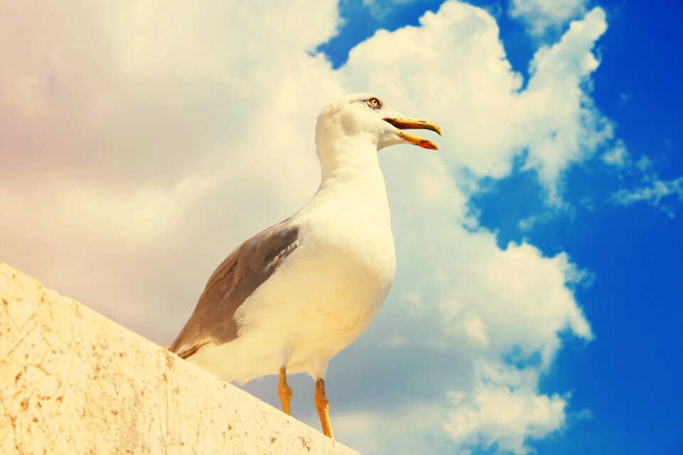 Bird sea sky