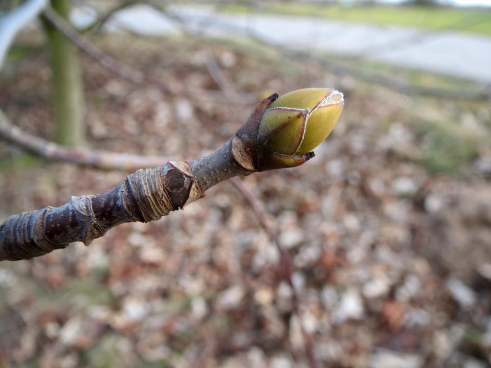 20140206Ahorn_Reilingen3