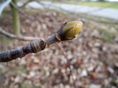 20140206Ahorn_Reilingen3