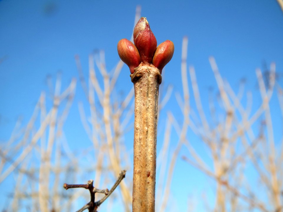 20140131Viburnum_opulus2