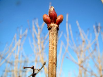 20140131Viburnum_opulus2