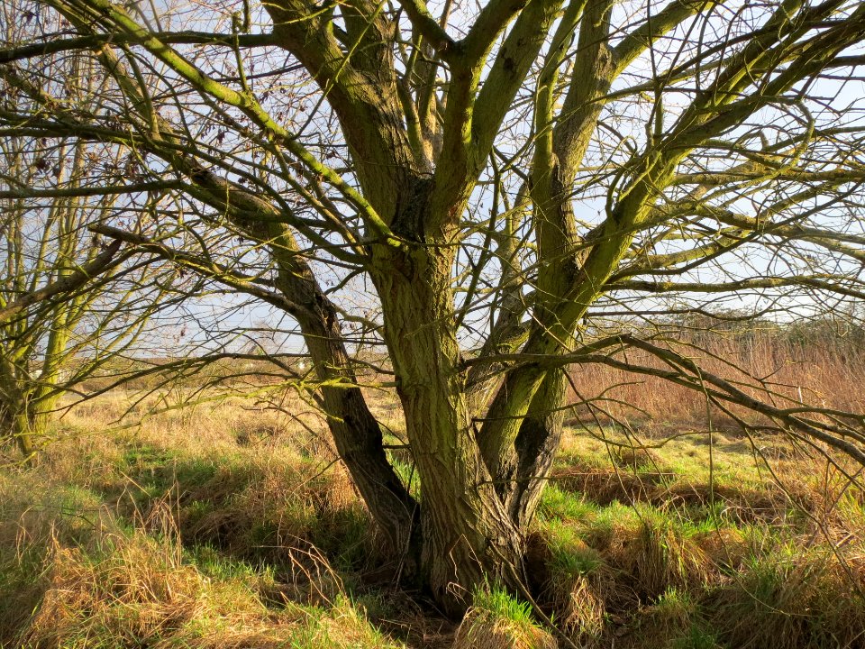 20140204Salix_Neulussheim1