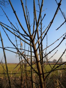 20140131Pfaffenhuetchen1