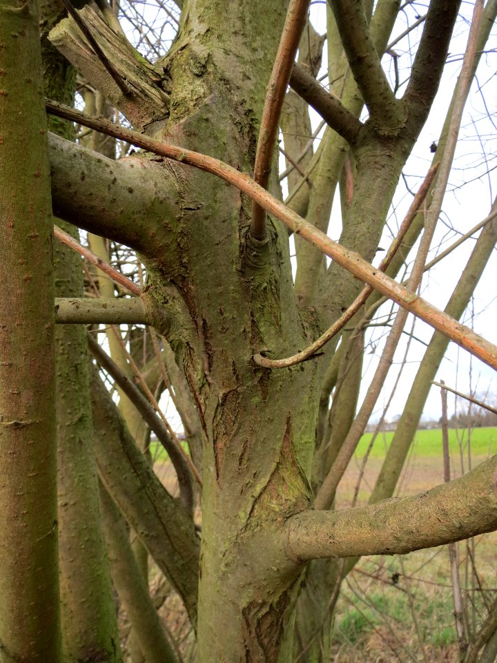 20140207Salix_caprea4