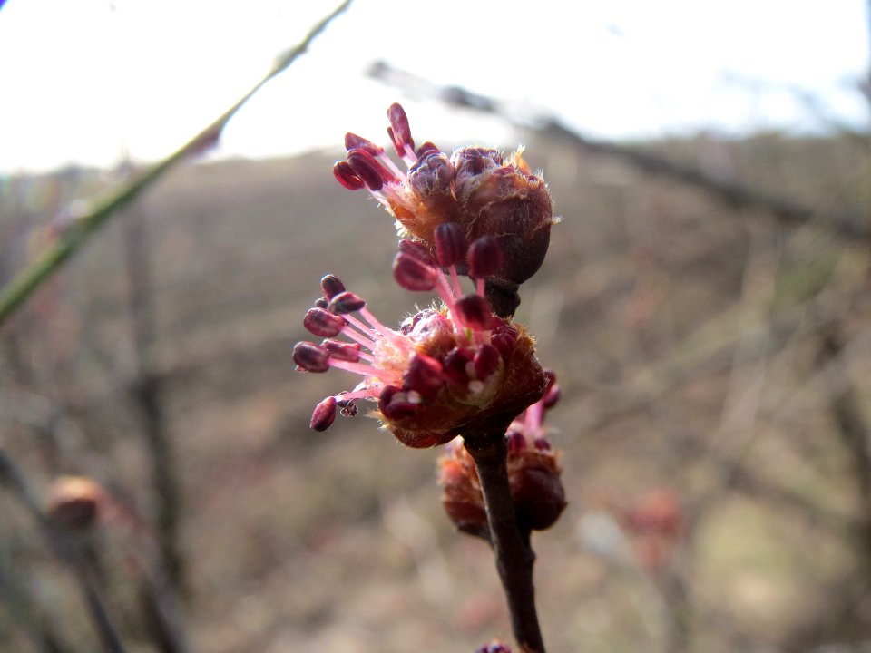 20140206Ulmus_minor02
