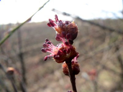 20140206Ulmus_minor02