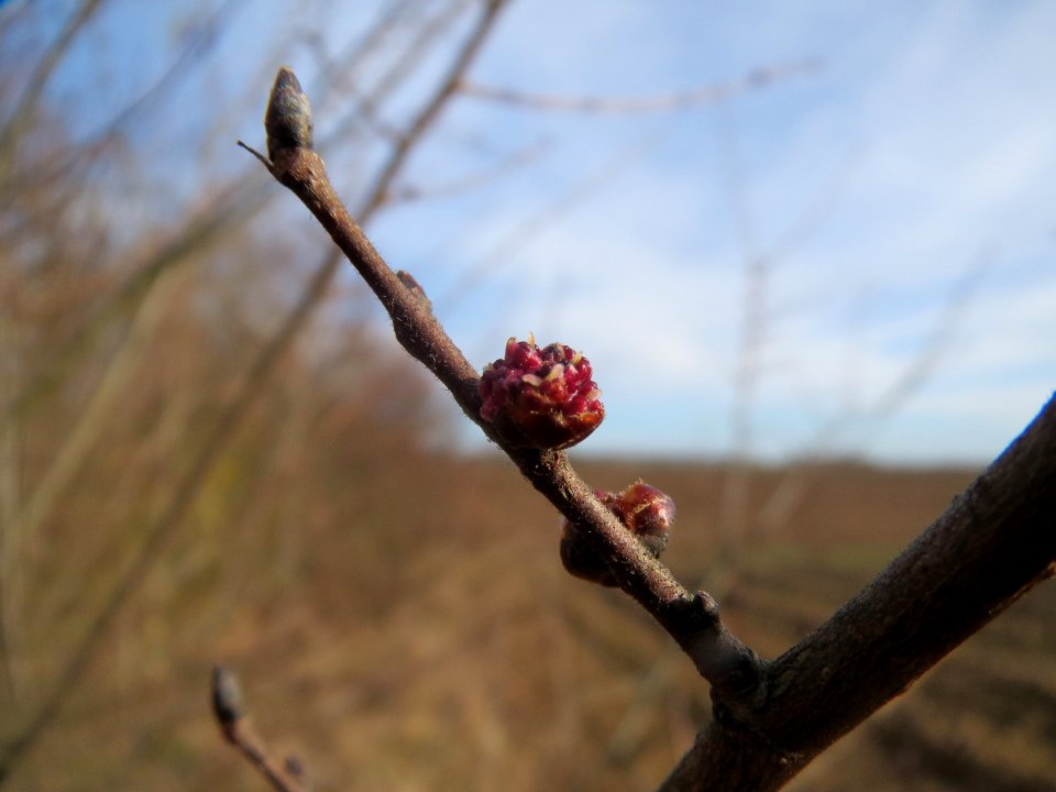 20140206Feldulme_Neulussheim05