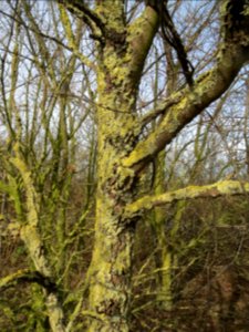 20140206Feldulme_Neulussheim07
