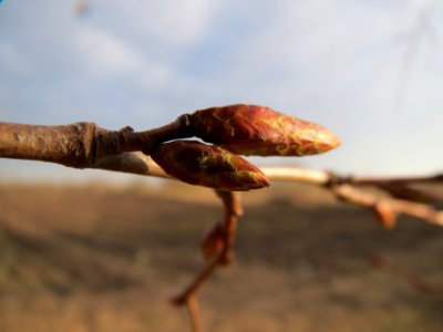 20140204Hainbuche_Neulussheim6