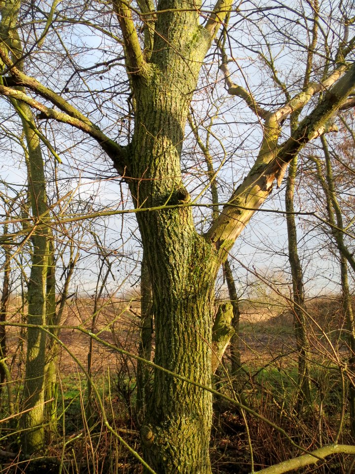 20140204Ulme_Neulussheim06