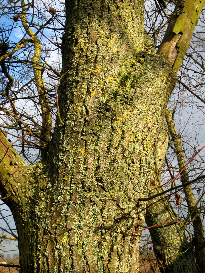 20140204Ulme_Neulussheim07