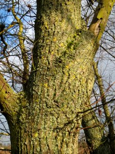 20140204Ulme_Neulussheim07