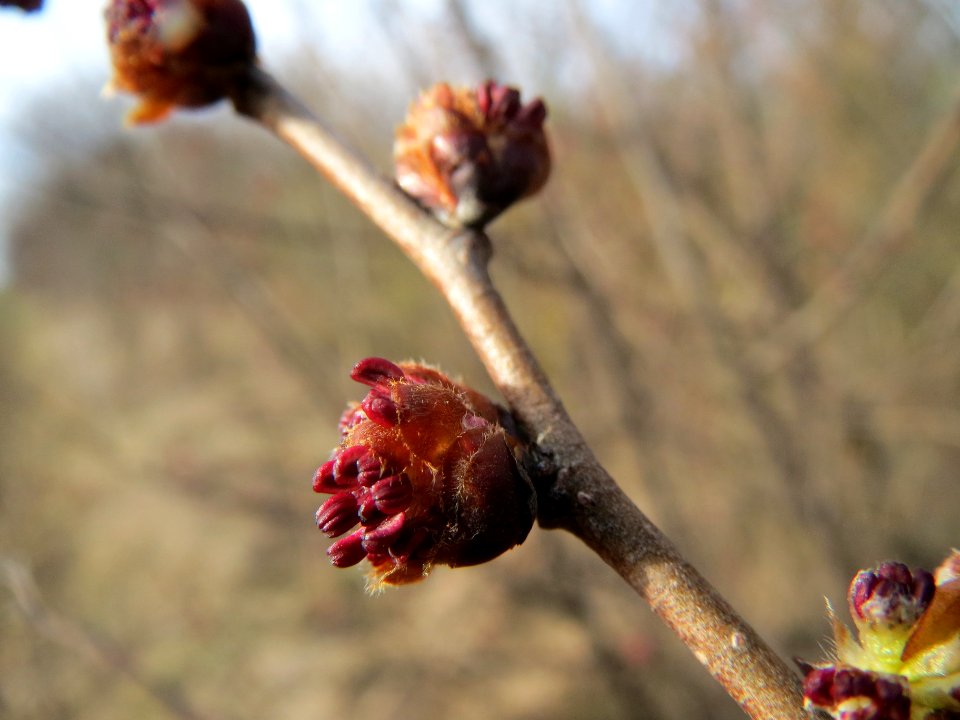 20140206Feldulme_Neulussheim03