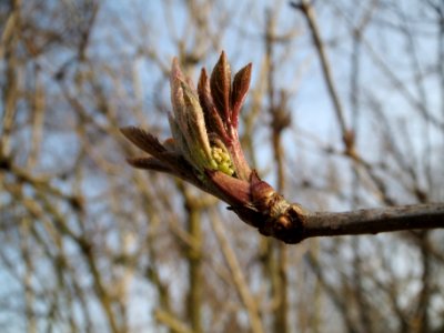 20140130Sambucus_nigra4