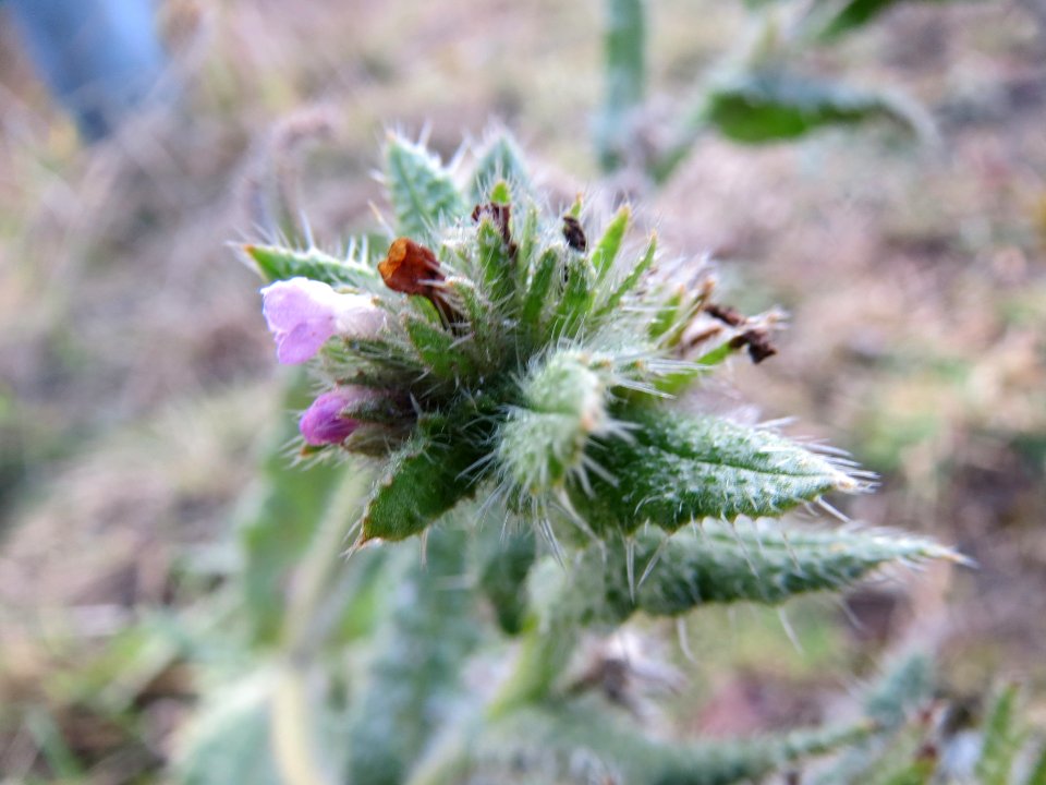 20140206Anchusa_arvensis2